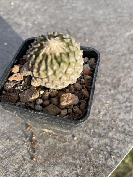 Encephalocarpus strobiliformis